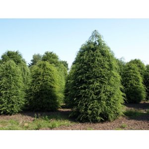 Jedľovec rôznolistý (Tsuga heterophylla) - výška 40-60 cm, kont. C3L